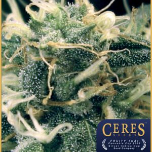 Fruity Thai Feminised Seeds by Ceres Seeds