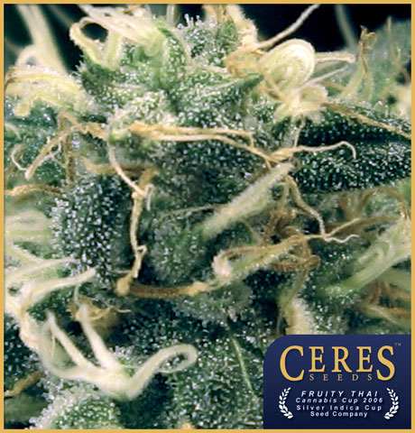 Fruity Thai Feminised Seeds by Ceres Seeds