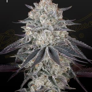 Fullgas Feminised Seeds by Greenhouse Seed Co.