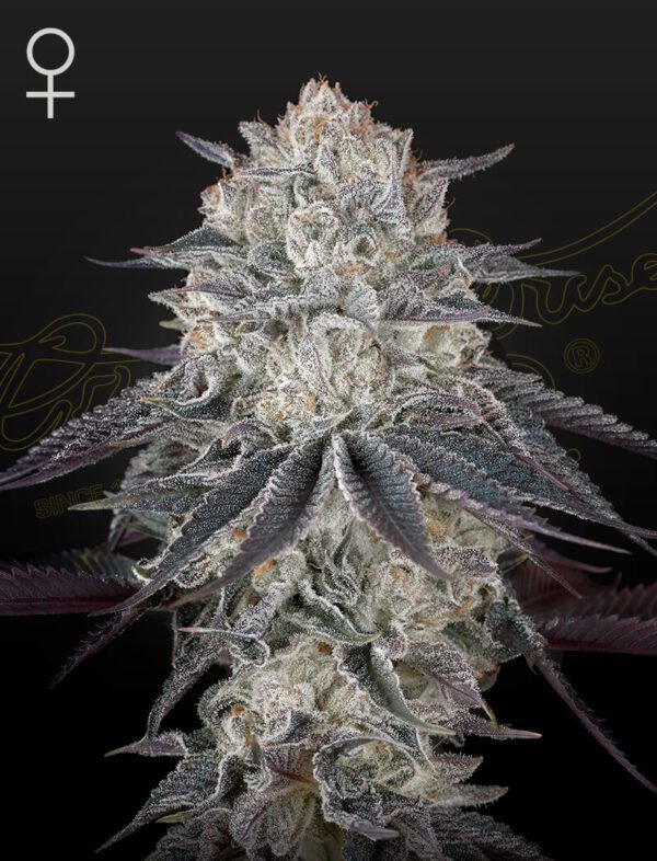 Fullgas Feminised Seeds by Greenhouse Seed Co.