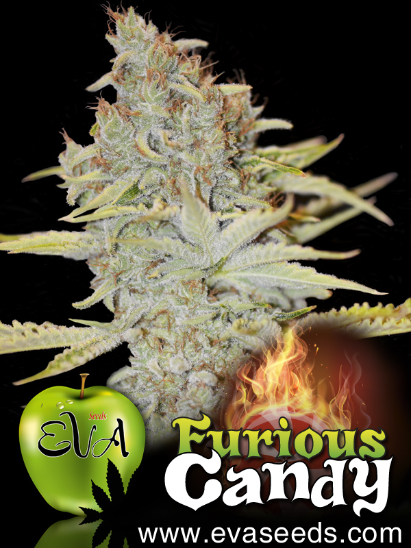 Furious Candy Feminised Seeds by Eva Seeds