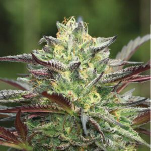 GS Cookies Feminised Seeds by Humboldt Seed Co.