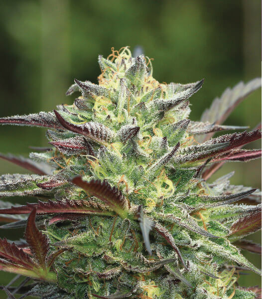 GS Cookies Feminised Seeds by Humboldt Seed Co.