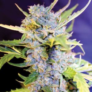 Fro-Yo Auto Feminised Seeds by G13 Labs