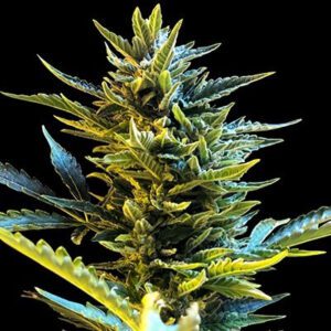 Bride Cake Auto Feminised Seeds by G13 Labs