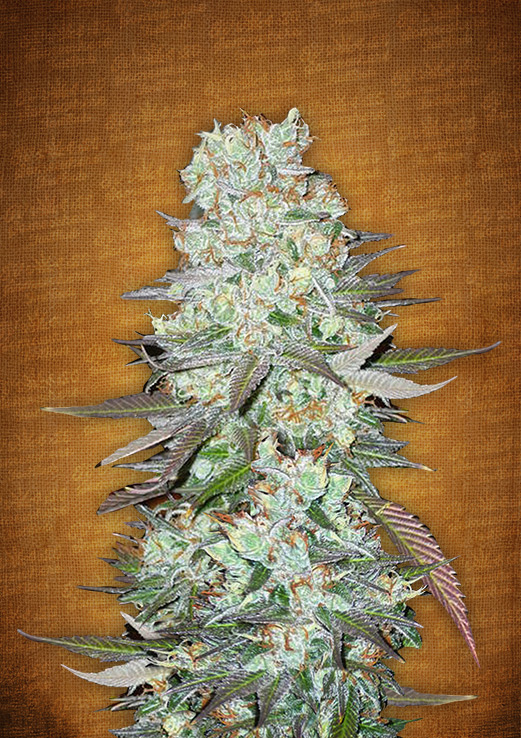G14 Auto Feminised Seeds by FastBuds