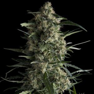 Galaxy Feminised Seeds by Pyramid Seeds