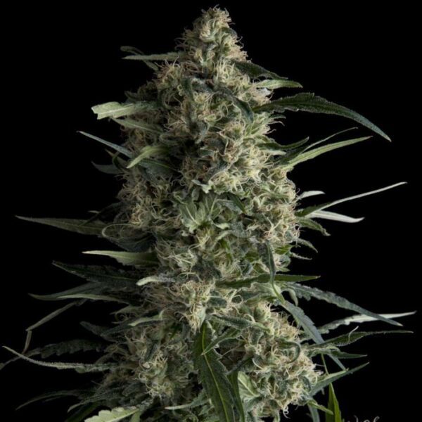 Galaxy Feminised Seeds by Pyramid Seeds