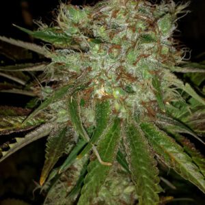 Garlic Cheese Feminised Seeds by BC Bud Depot