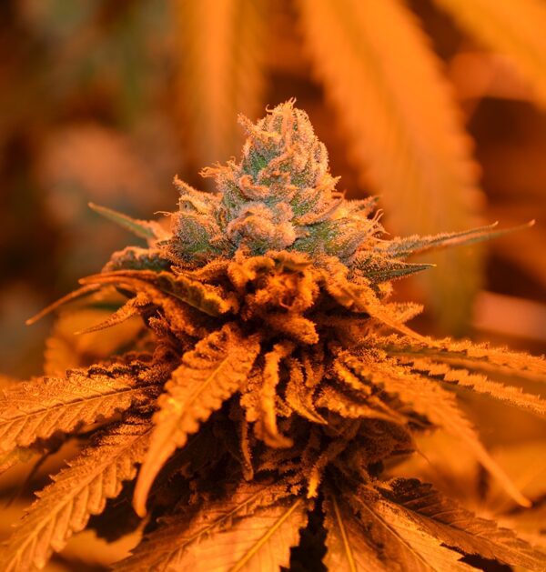 Candyland Feminised Seeds by Grand Daddy Genetics