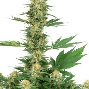 Gelato #420 Feminised Seeds by White Label Seed Company