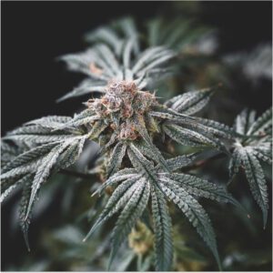 Gelato Punch Feminised Seeds by Elev8 Seeds