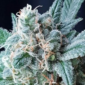 GG4 Auto Feminised Seeds by Lineage Genetics