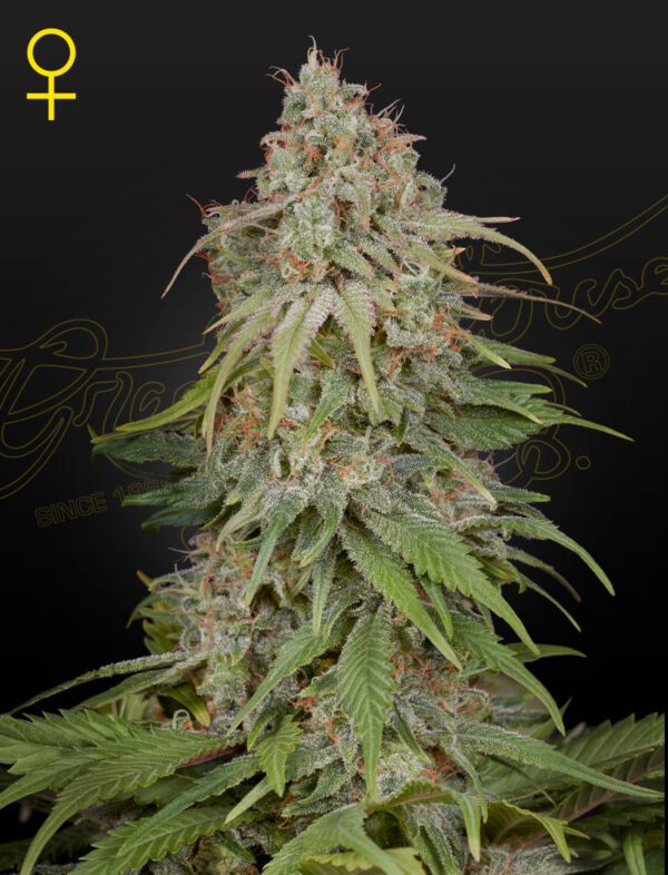 GH Amnesia Feminised Seeds by Greenhouse Seed Co.