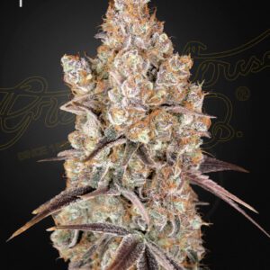 Holy Snow Feminised Seeds by Greenhouse Seed Co.