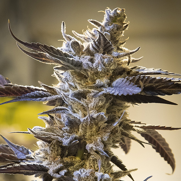 Ghost Train OG Auto Feminised Seeds by High Speed Buds