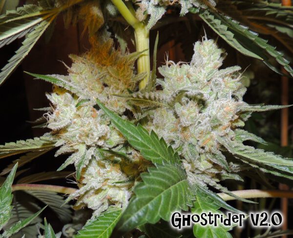 Ghostrider V2.0 Regular Seeds by Karma Genetics