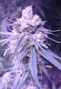 Gifted CBD Feminised Seeds by Lineage Genetics