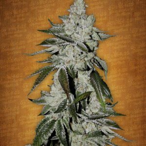 Girl Scout Cookies Auto Feminised Seeds by FastBuds