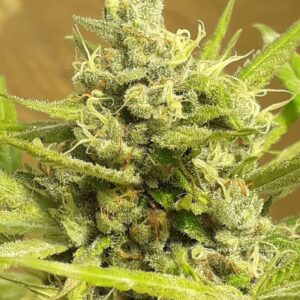 Girl Scout Cookies Auto Feminised Seeds by Lineage Genetics