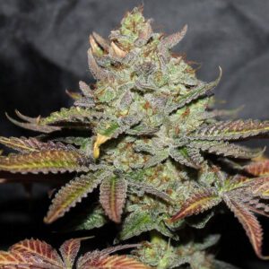 Girl Scout Cookies Regular Seeds by Cali Connection