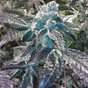 Girl Scout Cookies Feminised Seeds by BC Bud Depot
