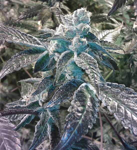 Girl Scout Cookies Feminised Seeds by BC Bud Depot