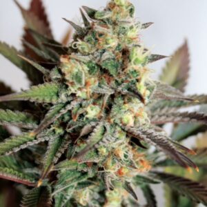 Girl Scout Cookies Feminised Seeds by Garden Of Green