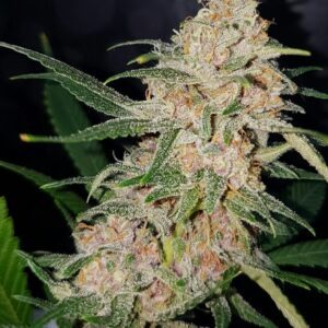 Girl Scout Cookies Feminised Seeds by Lineage Genetics