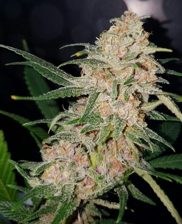 Girl Scout Cookies Feminised Seeds by Lineage Genetics