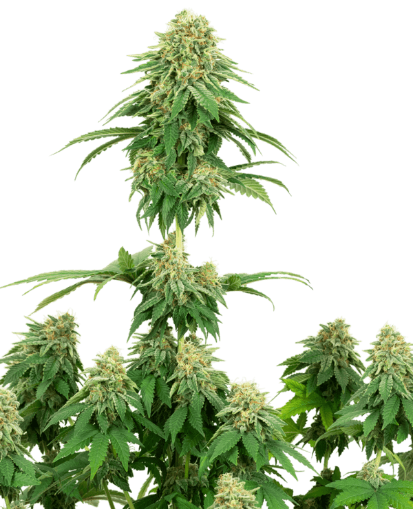 Girl Scout Cookies Feminised Seeds by White Label Seed Company