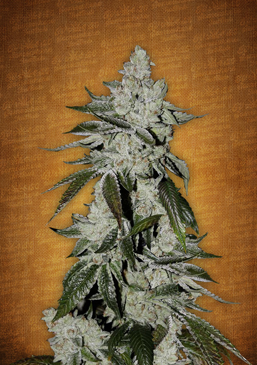 Girl Scout Cookies Auto Feminised Seeds by FastBuds