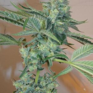 Girl Scout Cookies Feminised Seeds by Cali Connection