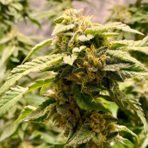Giscotti Feminised Seeds by Elev8 Seeds