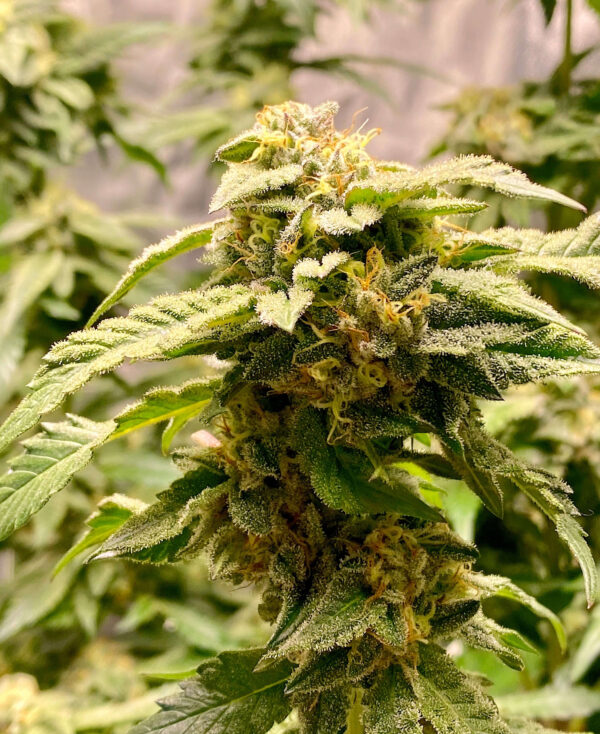 Giscotti Feminised Seeds by Elev8 Seeds