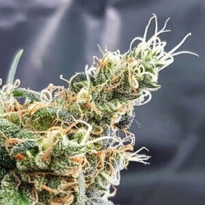 Blueberry Glue (formerly Glueberry) Feminised Seeds by Expert Seeds