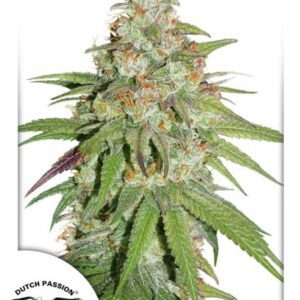 Glueberry O.G. Feminised Seeds by Dutch Passion