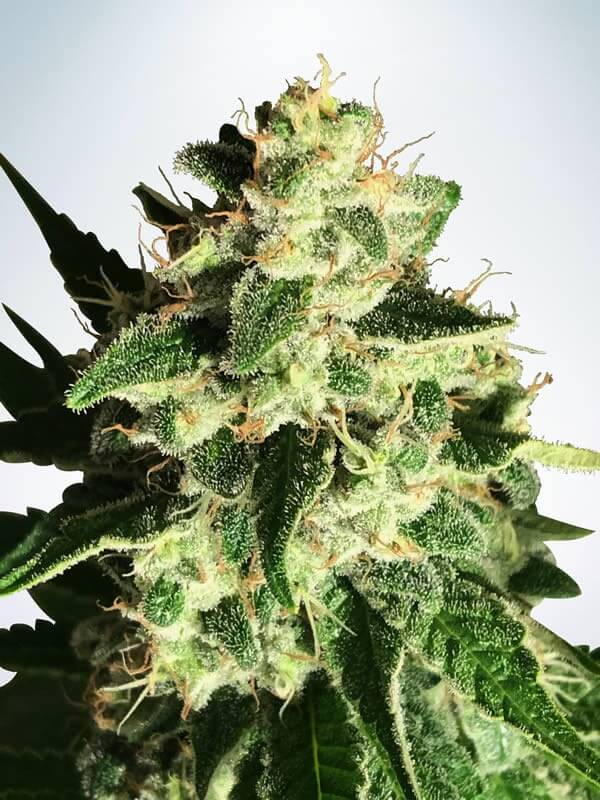 God's Glue Auto Feminised Seeds by Ministry of Cannabis