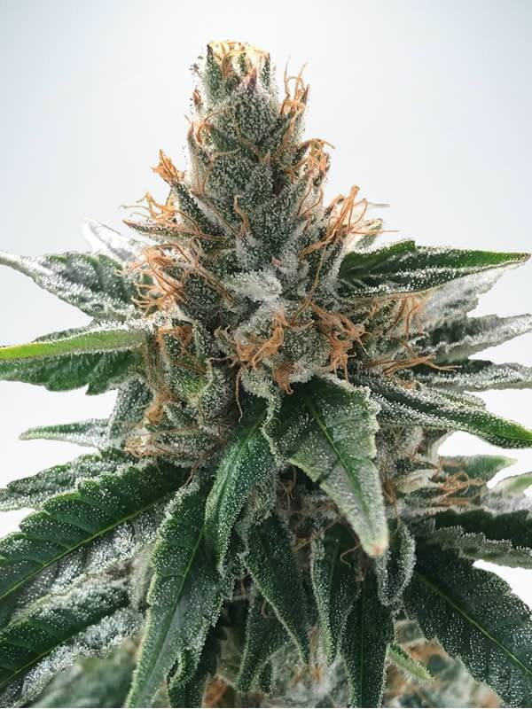 God's Glue Feminised Seeds by Ministry of Cannabis
