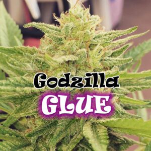 Godzilla Glue Feminised Seeds by Dr Underground