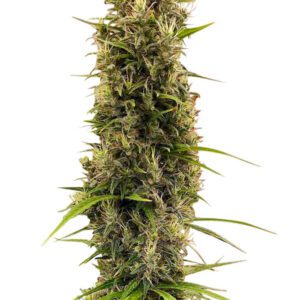 Golden Tiger Thai Dominant 3rd Version Feminised Seeds by Ace Seeds