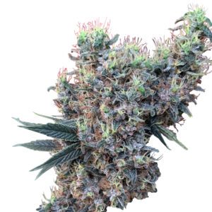 Golden Tiger x Panama Feminised Seeds by Ace Seeds