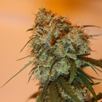 Golden Tiger Feminised Seeds by Ace Seeds