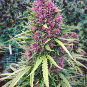 Good Shit Feminised Seeds by Phoenix Seeds