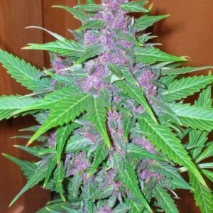 Good Shit Auto Feminised Seeds by Phoenix Seeds