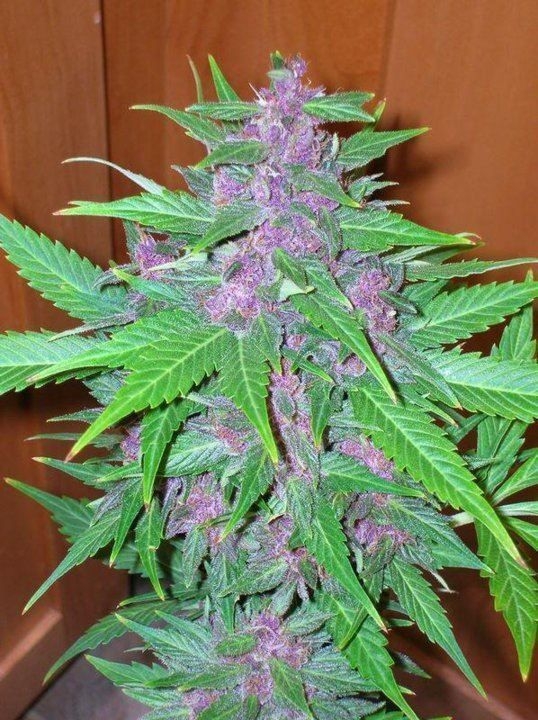 Good Shit Auto Feminised Seeds by Phoenix Seeds
