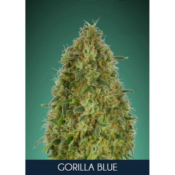 Gorilla Blue Feminised Seeds by Advanced Seeds