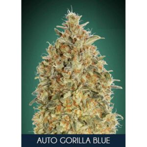 Gorilla Blue Auto Feminised Seeds by Advanced Seeds