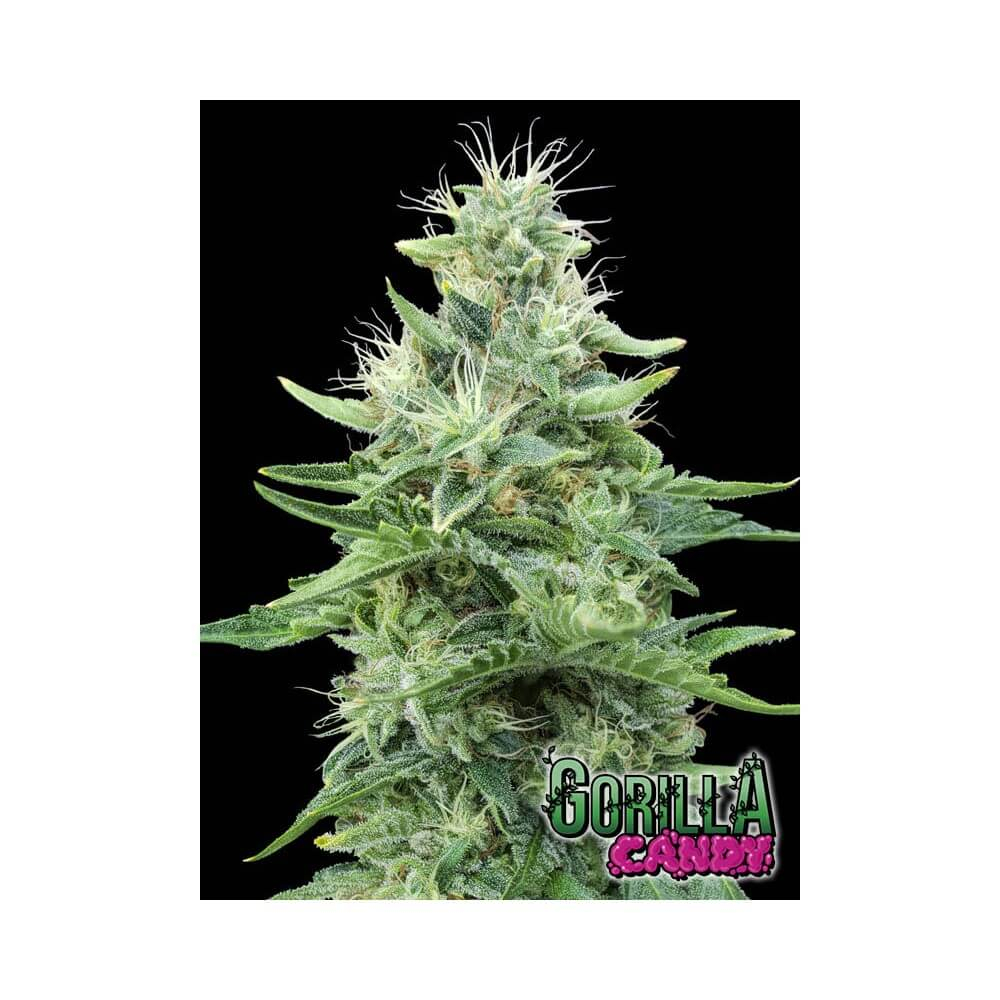 Buy Gorilla Candy Feminised Seeds By Eva Seeds Intl Starseed Network