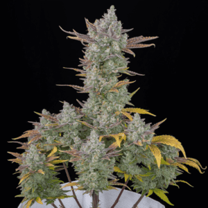 Gorilla Cookies Auto Feminised Seeds by FastBuds